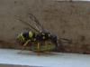 Ancistrocerus sp.